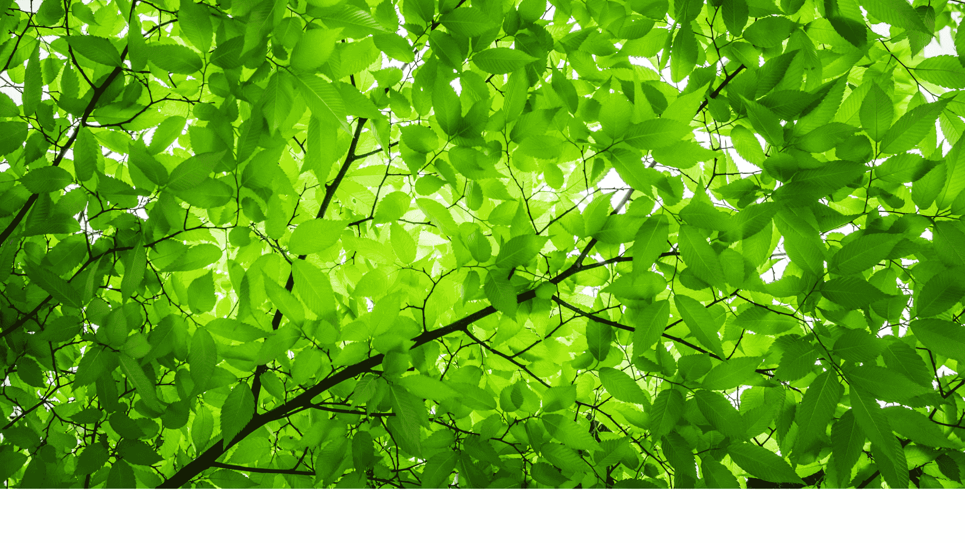 CSR & Sustainable Development